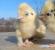 絹鶏の品種 - 中国品種の説明、写真、ビデオ 中国での絹鶏の飼育方法